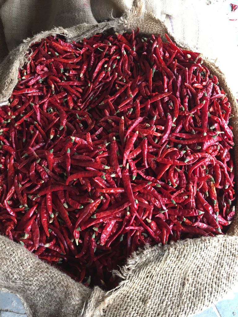 chilli1