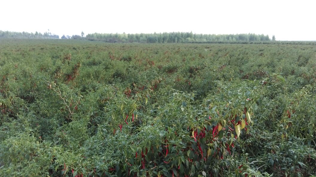 chilli4