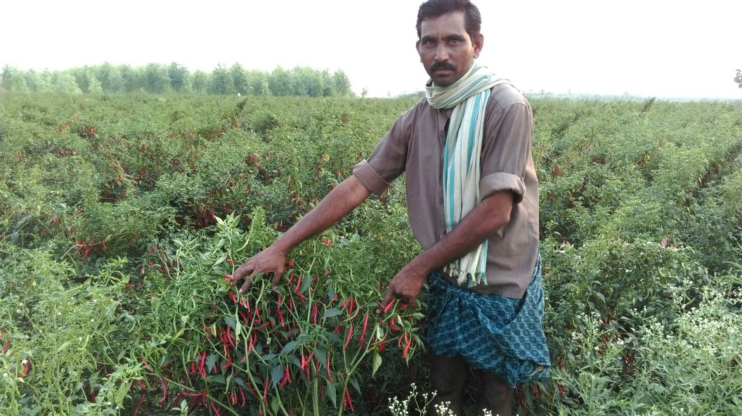 chilli5