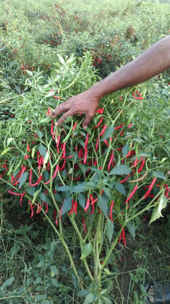 chilli6