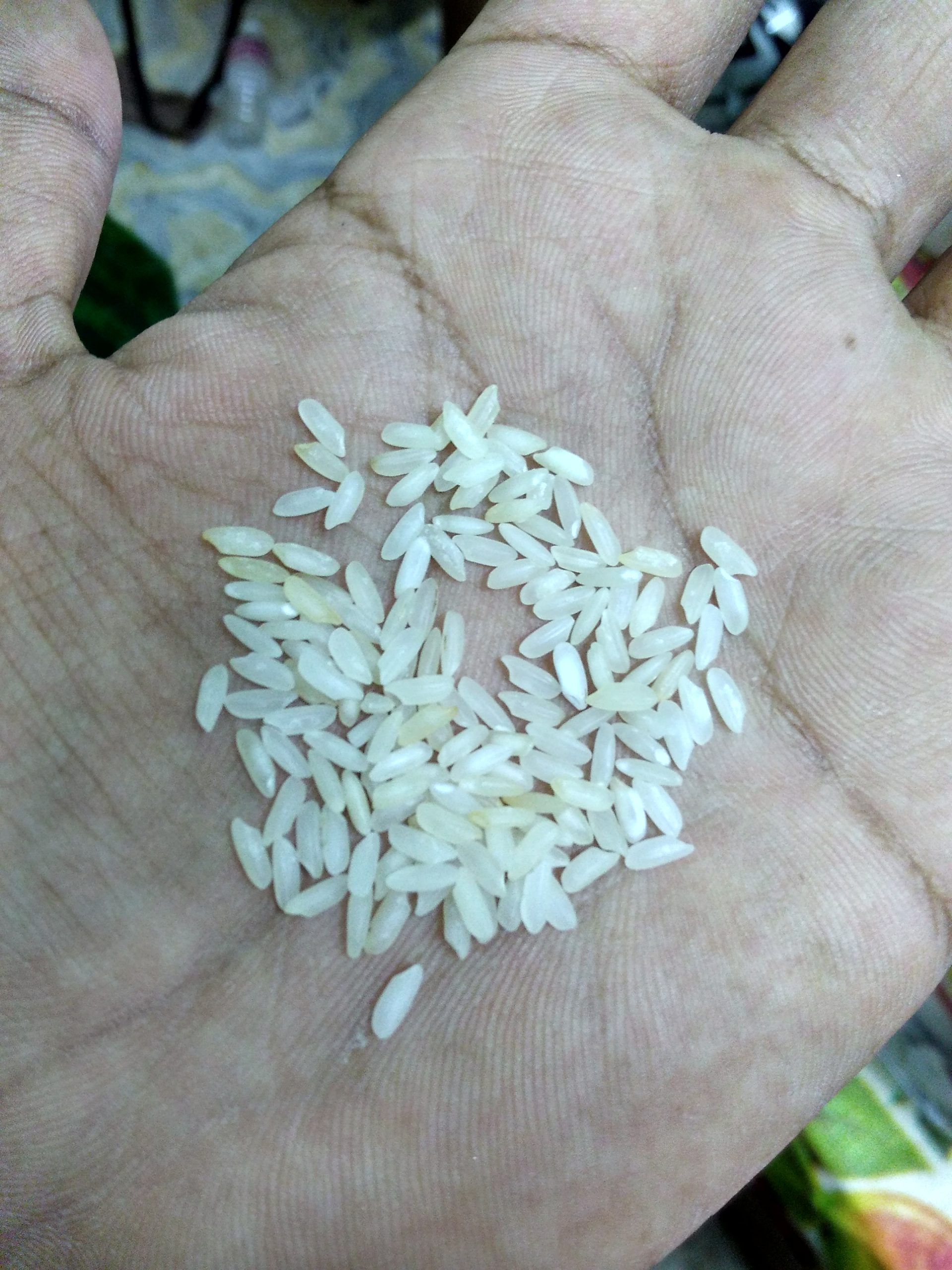 non_basmati_rice