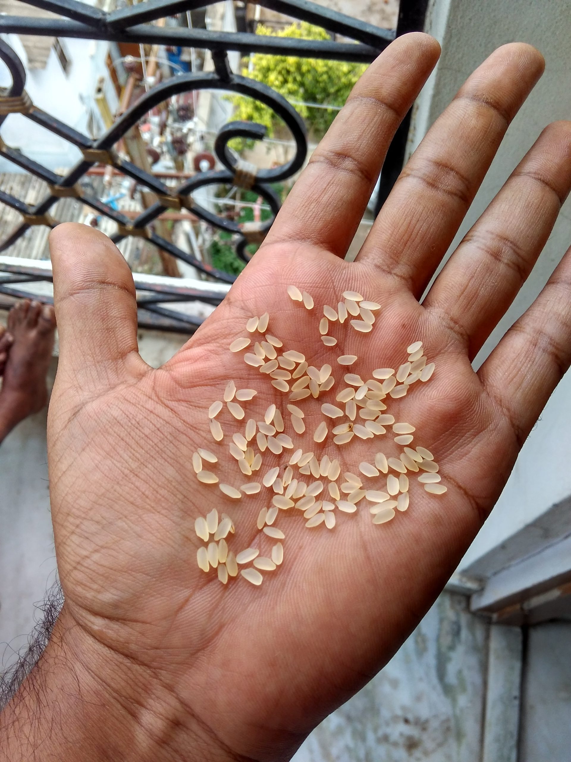 non_basmati_rice2